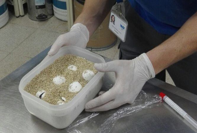 Primeras tortugas bobas en salir del cascarón en L&#039;Oceanogràfic de Valencia