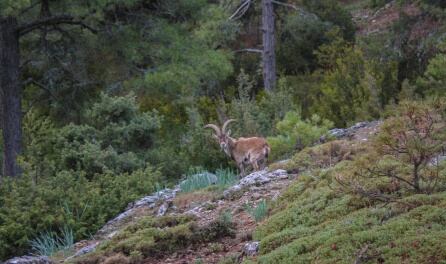 “El Rey de Las Villas” de Javier Pérez García.