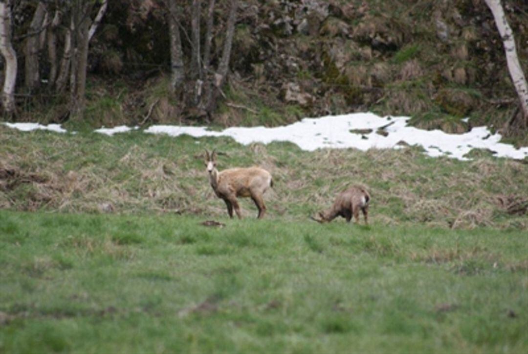 Des de la Facip apunten a la necessitat del relleu generacional per ajudar a protegir la fauna