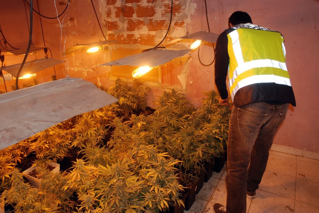 La Policía Nacional ha intervenido más de 900 plantas de marihuana en cinco operaciones antidroga