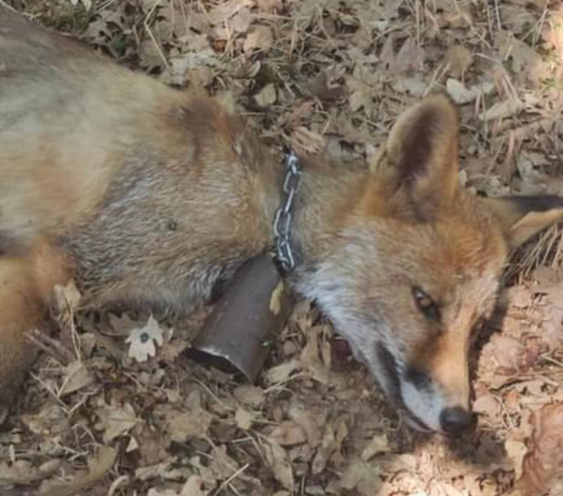 Zorro muerto como consecuencia de la crueldad humana