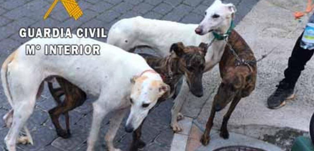 Perros galgo con los que estas dos personas denunciadas cazaban.