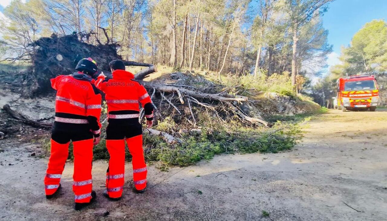 Bomberos de Jaén retirando un pino de grandes dimensiones caído por el viento.
