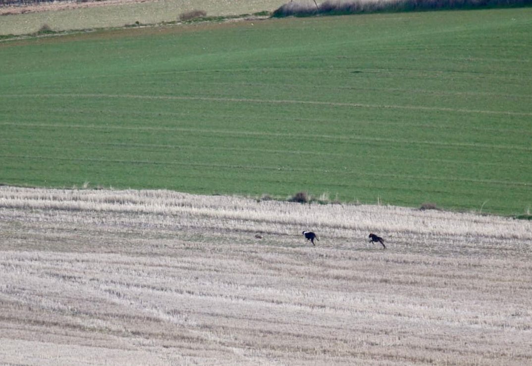 Un instante de la final de la I Copa Diputacion de Galgos en Campo