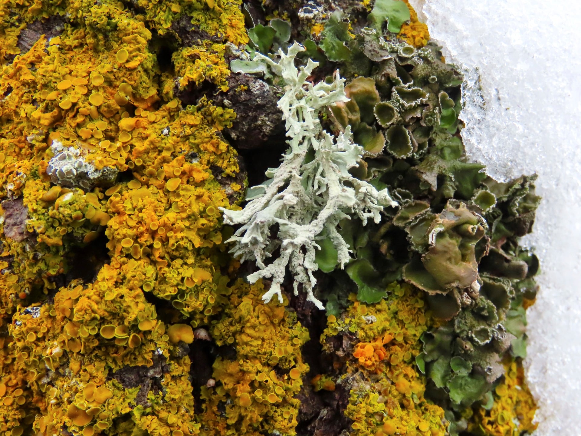 08_Accesit_MundoVegetal_Diana Osuna