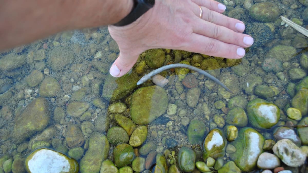 Potries encarga sus propios análisis del agua del Serpis para asegurarse que está limpio de plaguicidas
