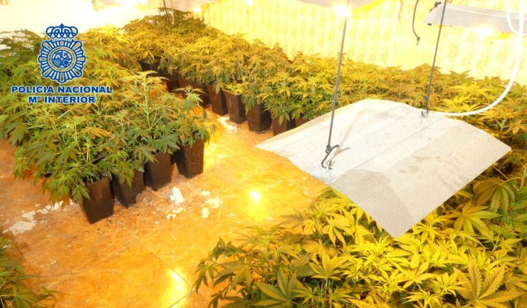 Dos detenidos e incautadas 806 plantas de marihuana en Jaén