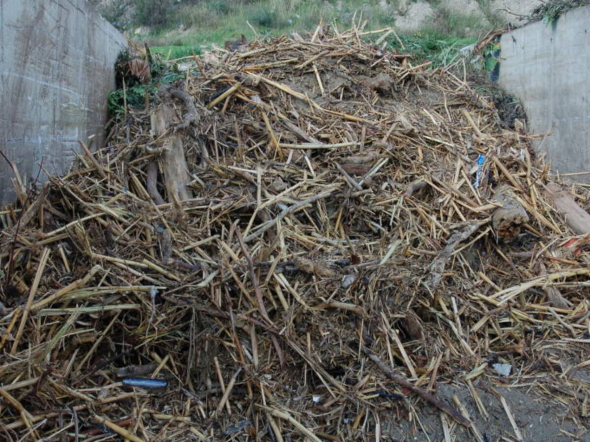 Las últimas borrascas dejan en las playas de la Costa del Sol más de 2.500 toneladas de cañas