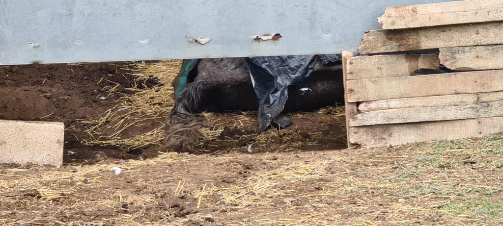 Maltrato animal en La Rioja