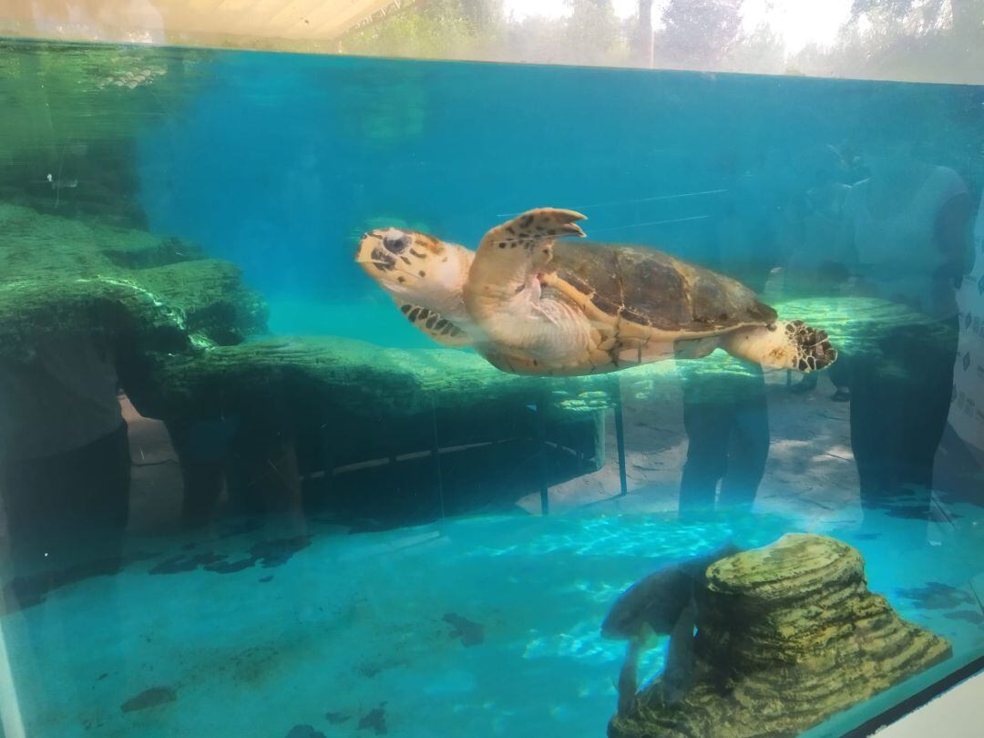 Tortuga marina en el Palmaquarium.