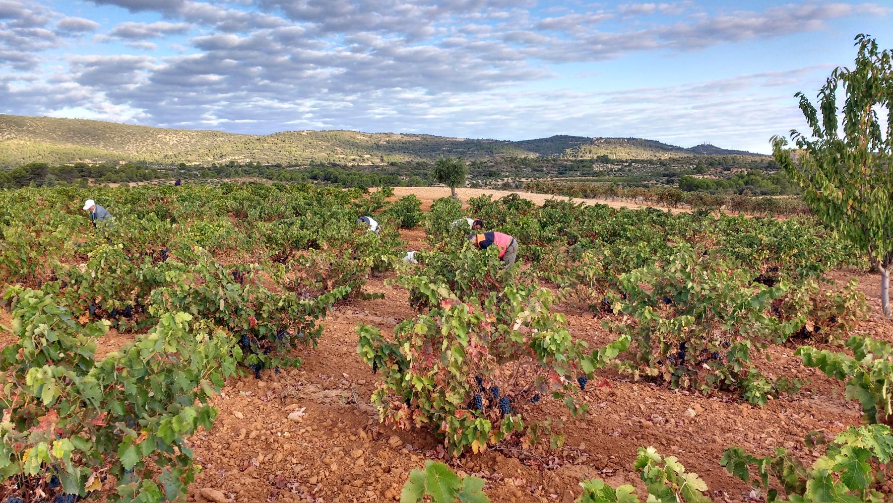 Los viñedos se sitúan en el Valle de Altomira, un valle increíble en riqueza natural y paisajística