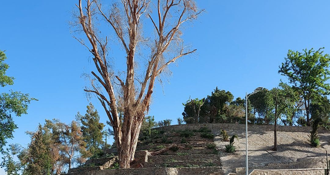 El eucalipto del parque de la Vega en estado crítico tras el paso de Filomena 