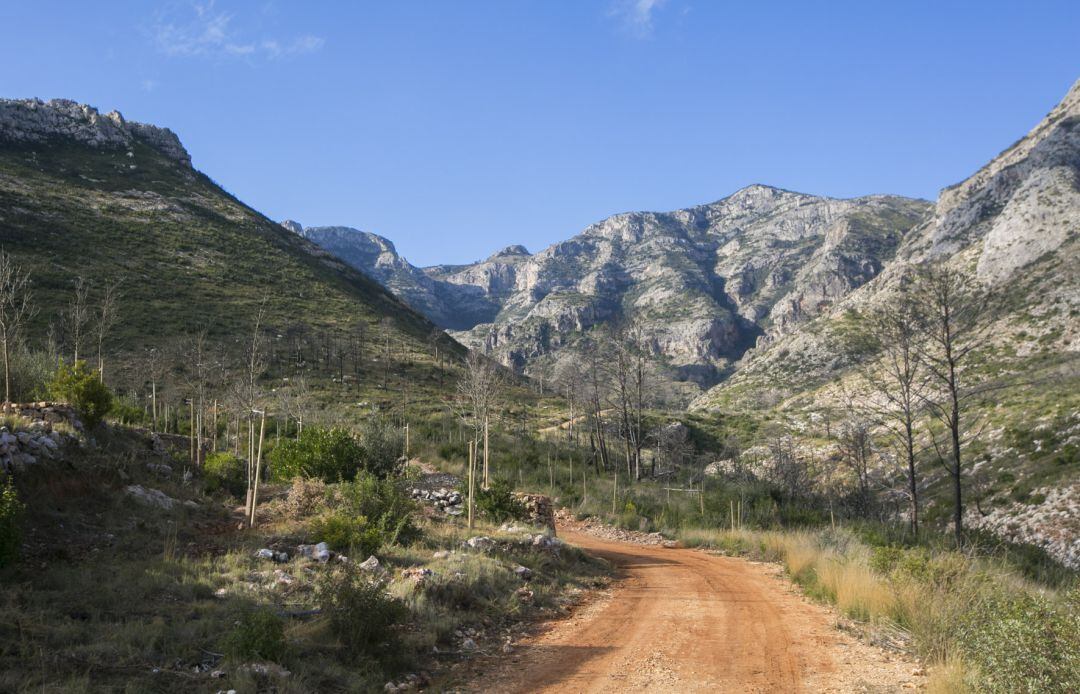 Regeneración de la zona de Marxuquera quemada 