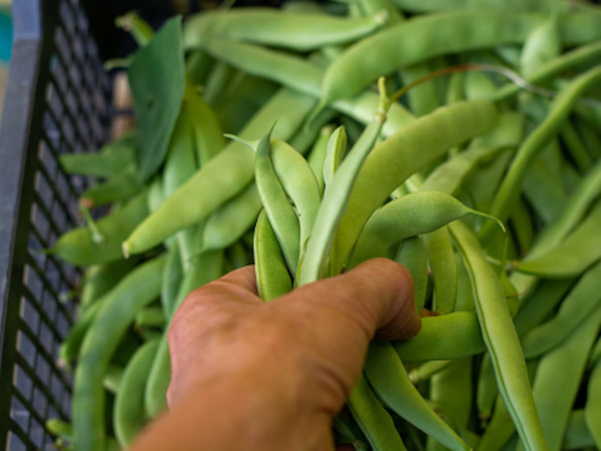 Las altas temperaturas y sus consecuencias en el campo: escasez de verduras de consumo diario