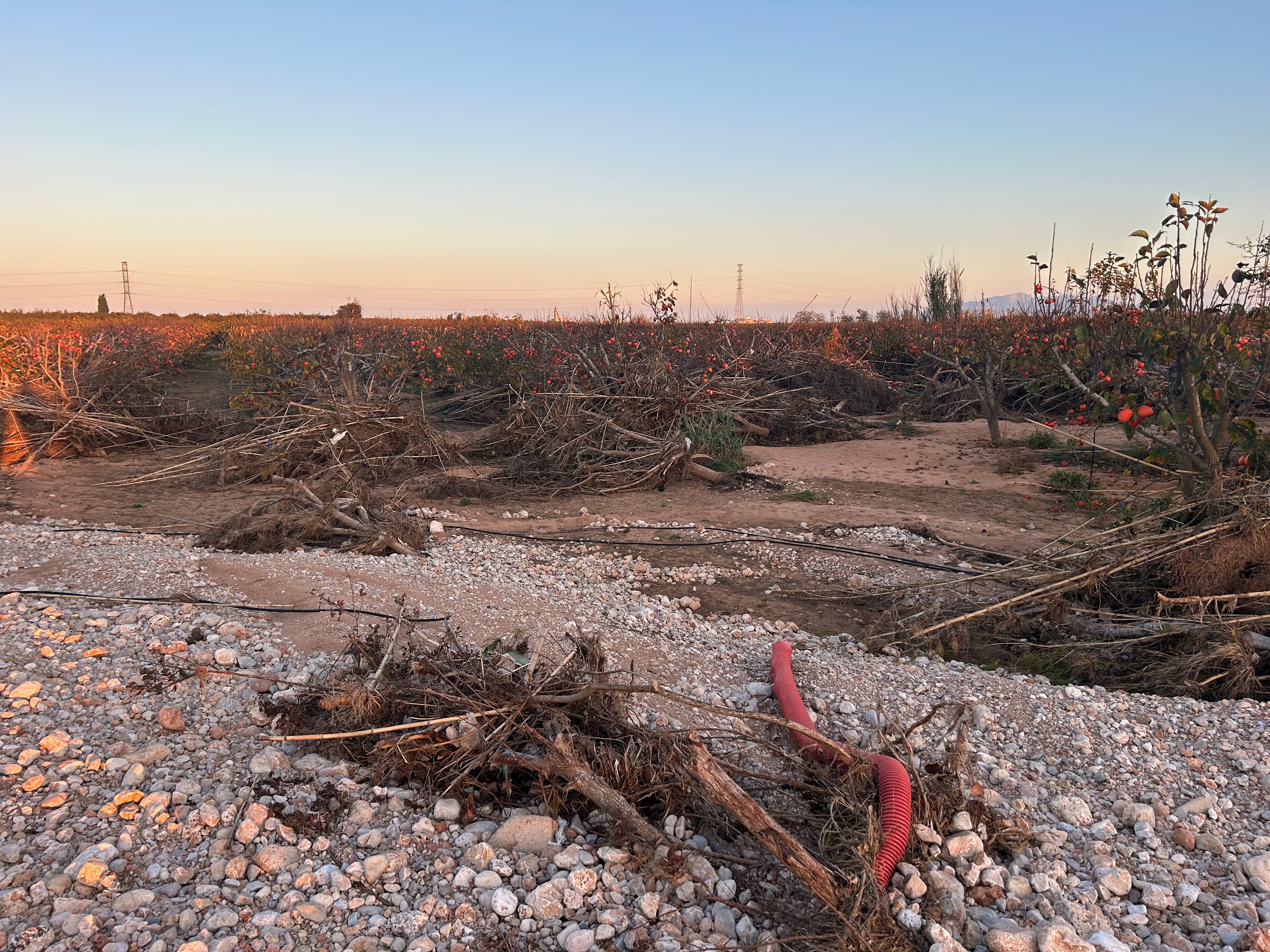 Un campo de kakis afectados por la DANA en l&#039;Alcúdia. Fuente: Radio Xàtiva Cadena SER