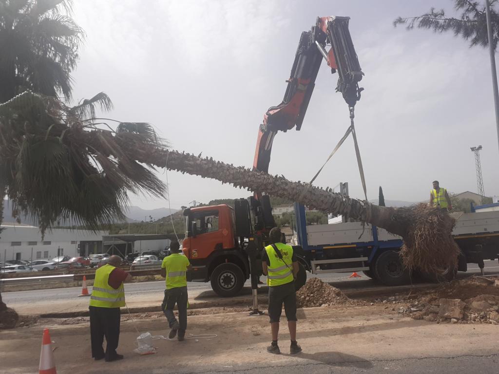 Trasplante de las palmeras de la Avenida de Granada.