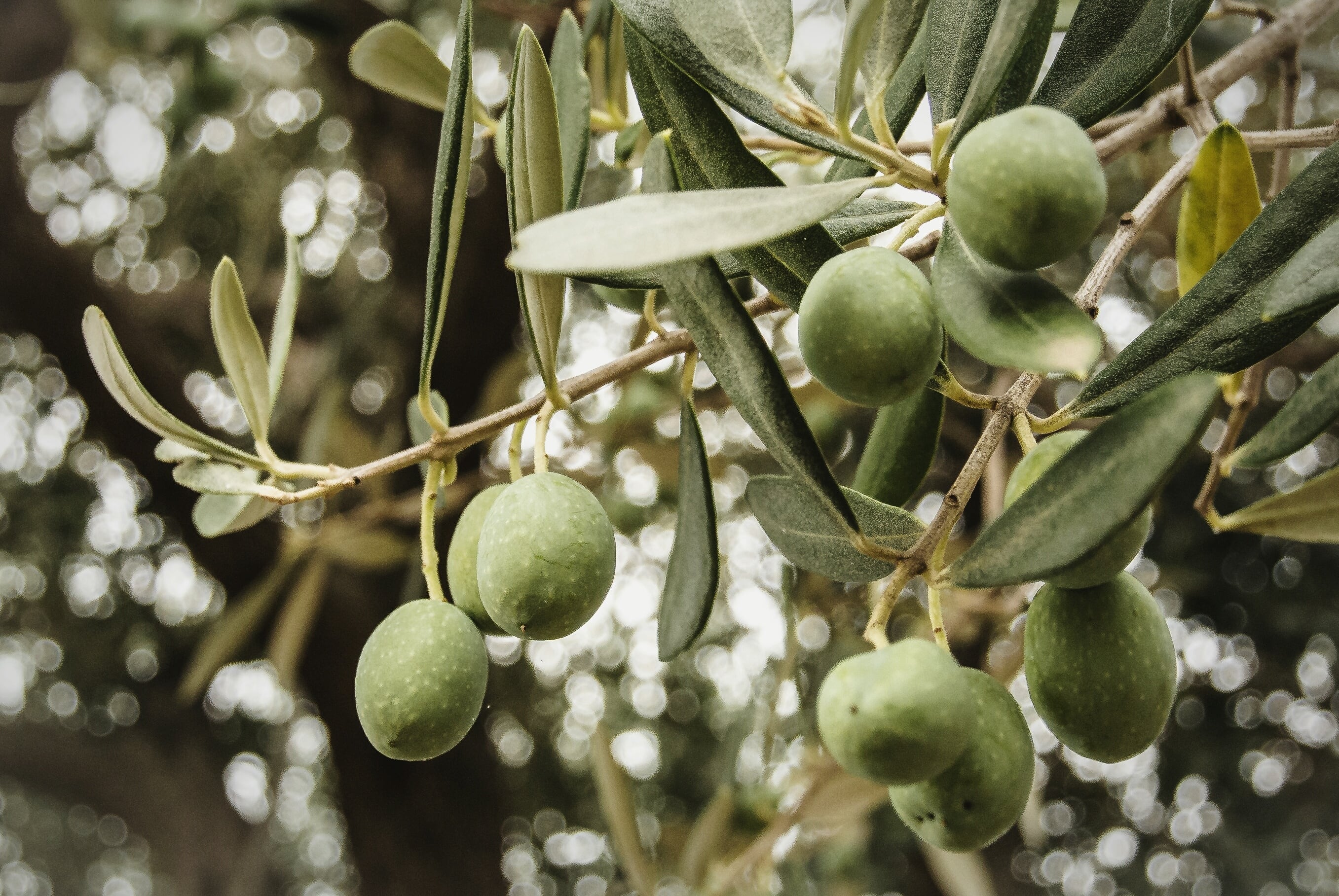 Un manojo de aceitunas, aún verdes, en un olivar