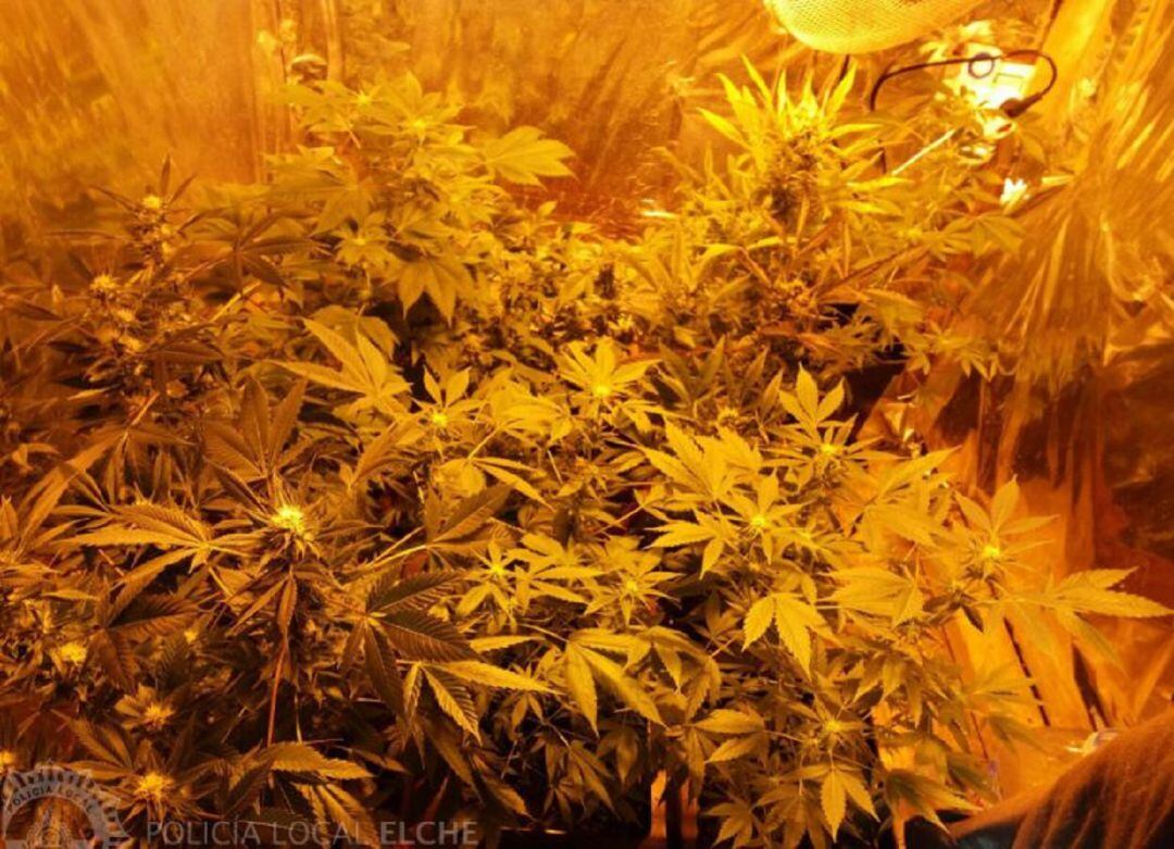 Plantas de Marihuana