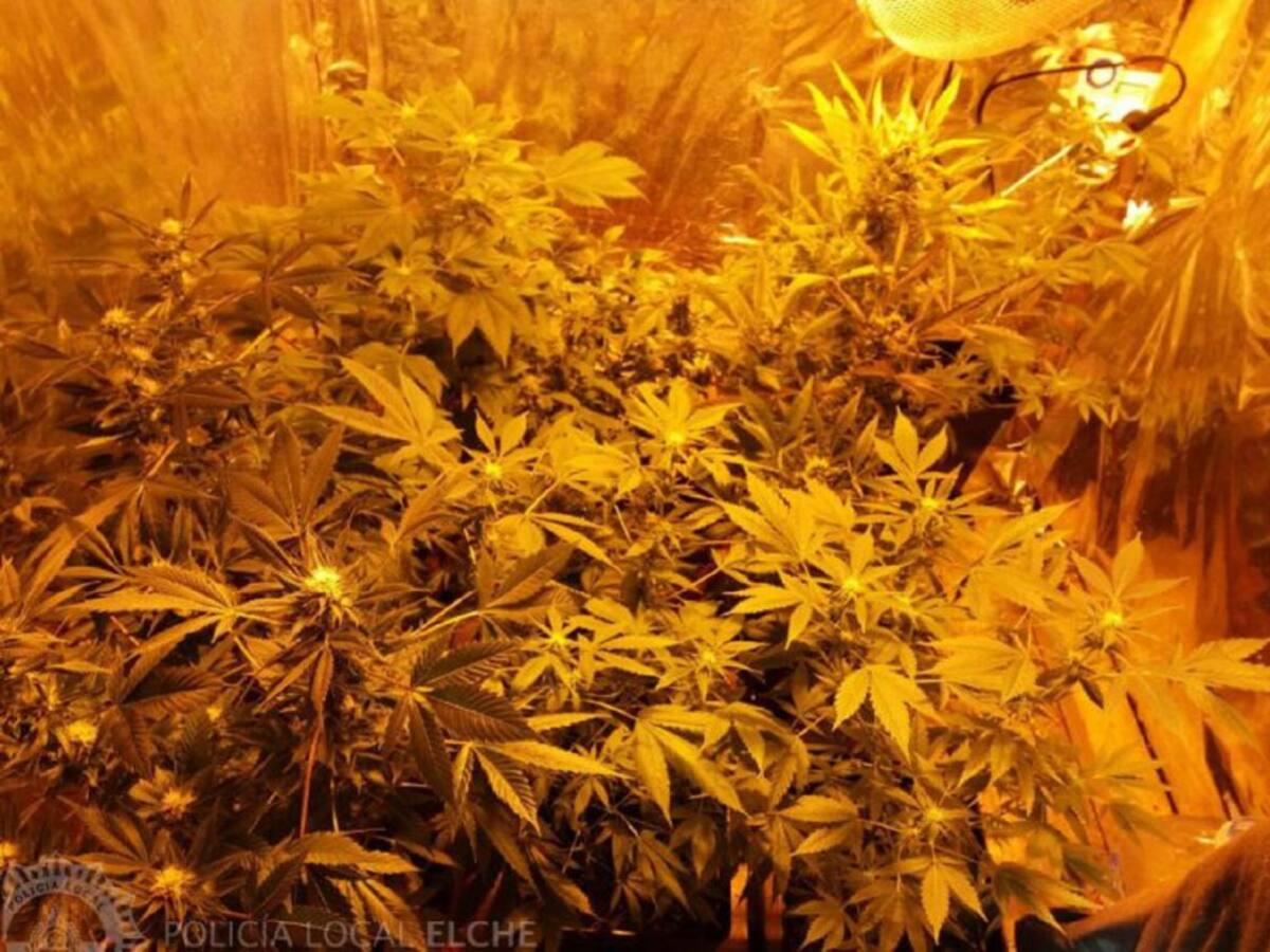 Desmanteladas tres plantaciones de marihuana atendidas con hilo musical las 24 horas
