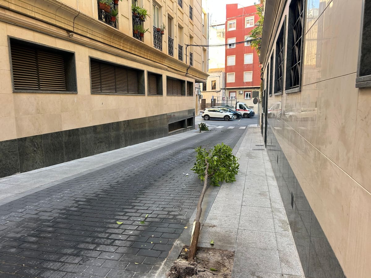 Vandalismo en Elche con la tala intencionada de arbolado