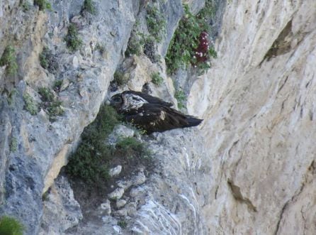 El pollo de Tono y Blimunda es devuelto al nido tras haber quedado marcado para su seguimiento.