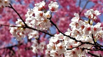 'La flor del almendro': el documental que narra la barbarie ocurrida en los fusilamientos de Alcanadre