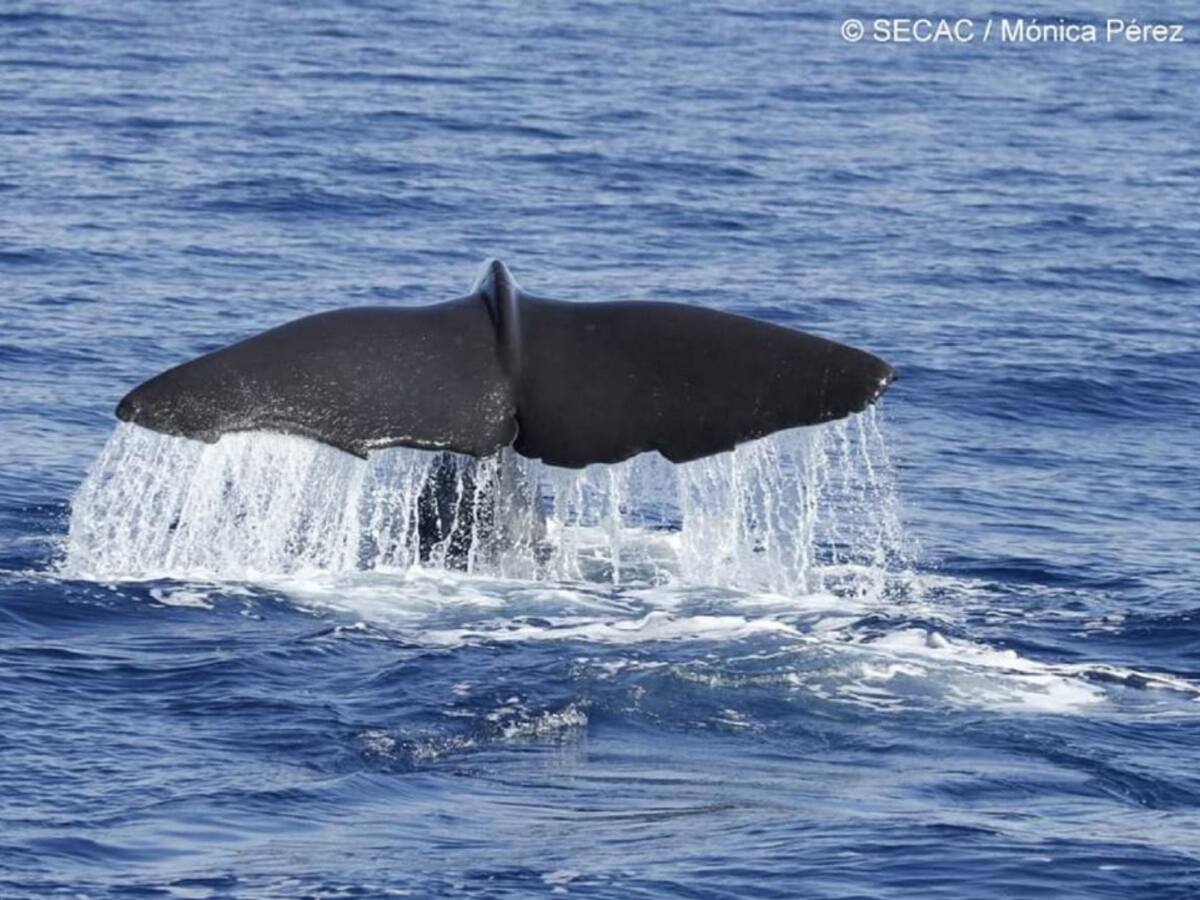 Impulsan una ambiciosa investigación sobre los cachalotes en Canarias