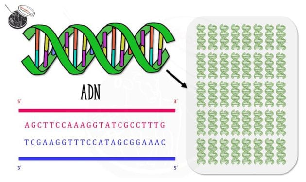 Esquema representativo de un fragmento de ADN que se copia usando la técnica de la PCR.