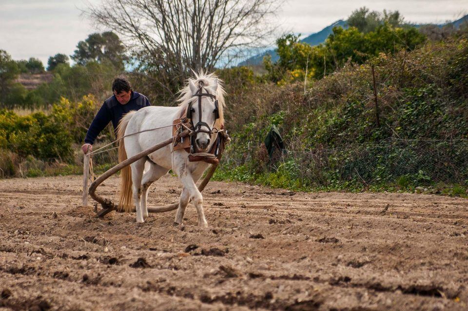 El agricultor Cento Borrull en su huerto.