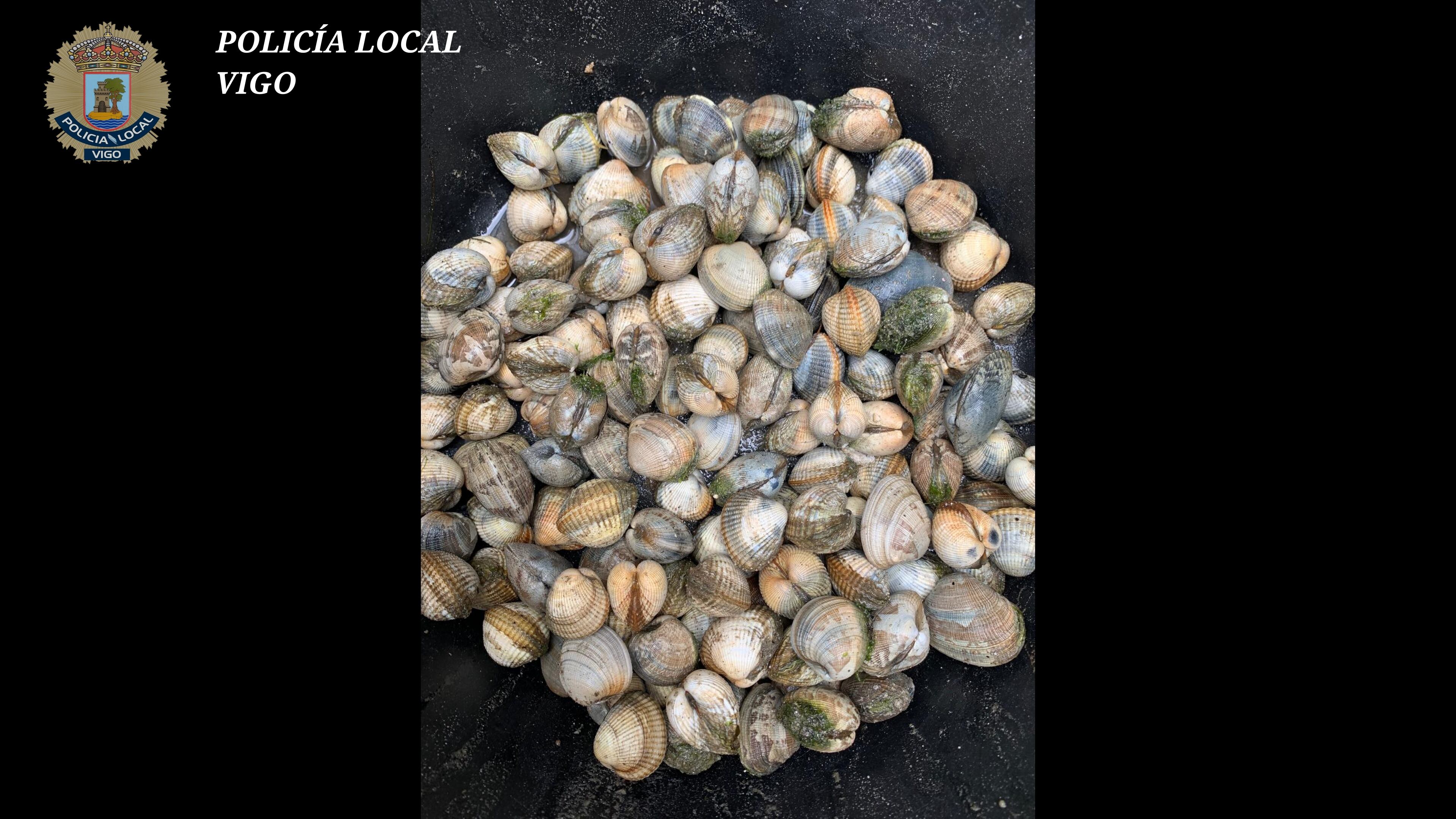 Imagen de almeja incautada por la Policía Local de Vigo