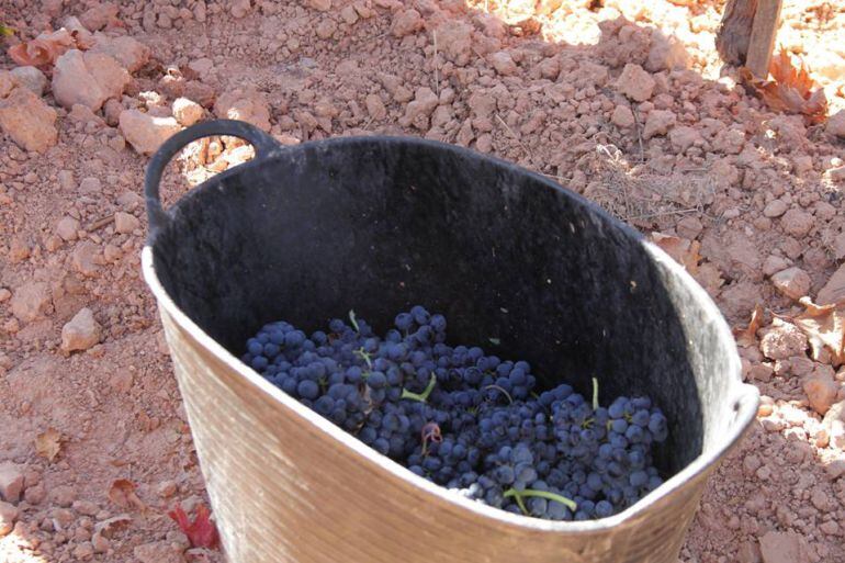 Las normas de vendimia garantizan la calidad de los vinos de la Ribera del Duero