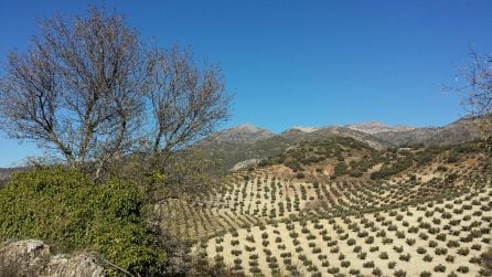 Otro paisaje del olivar de Sierra Mágina