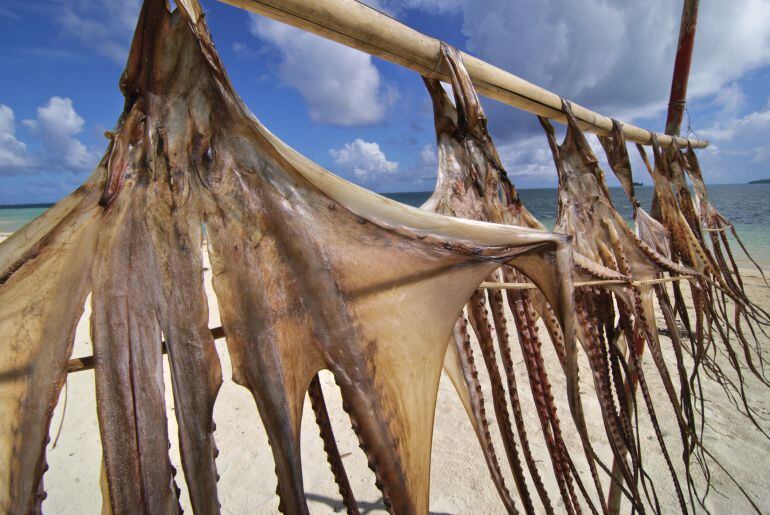 Pulpos secándose al sol en una playa del Pacífico.