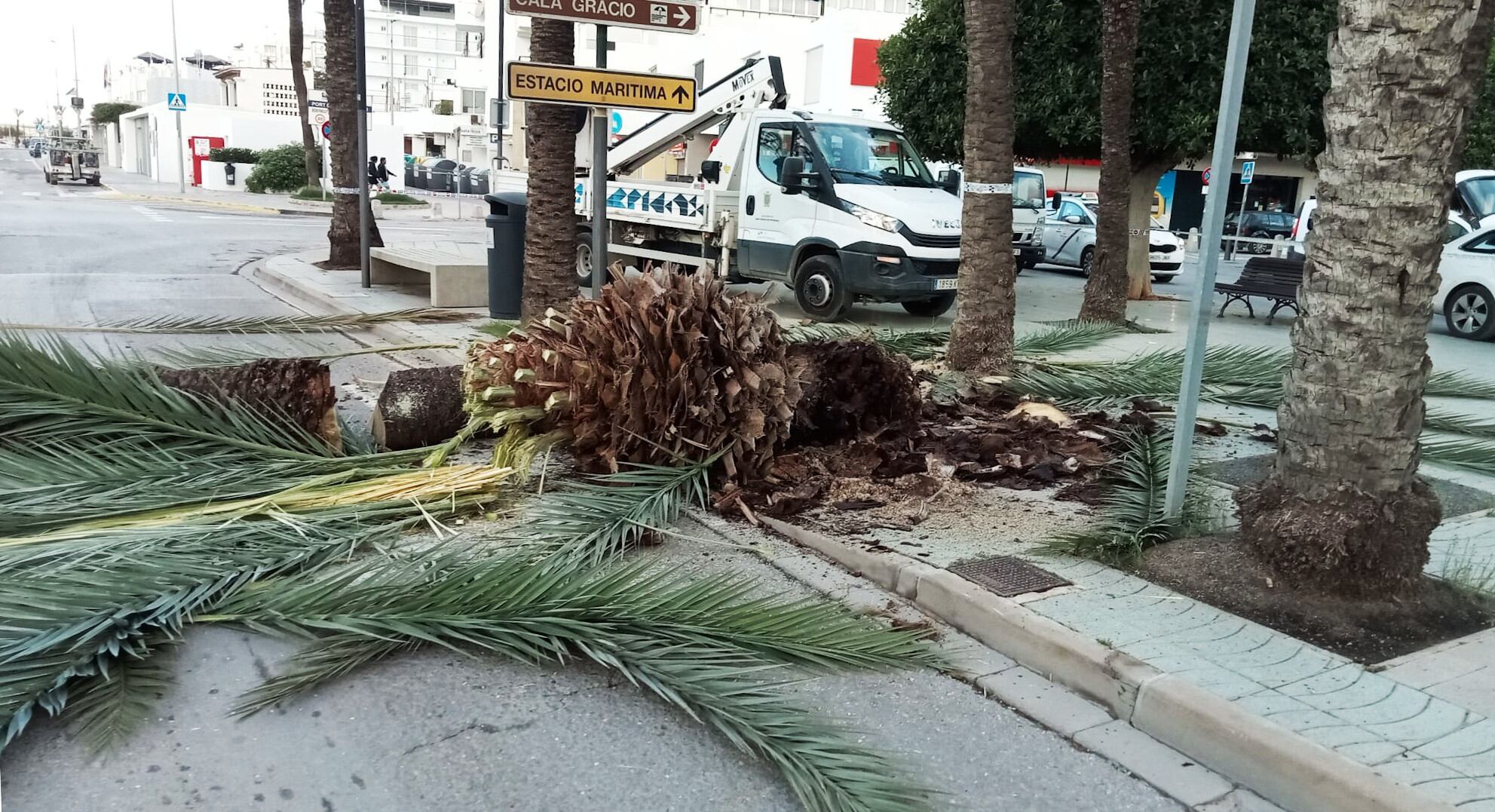 Un momento durante la tala de las palmeras