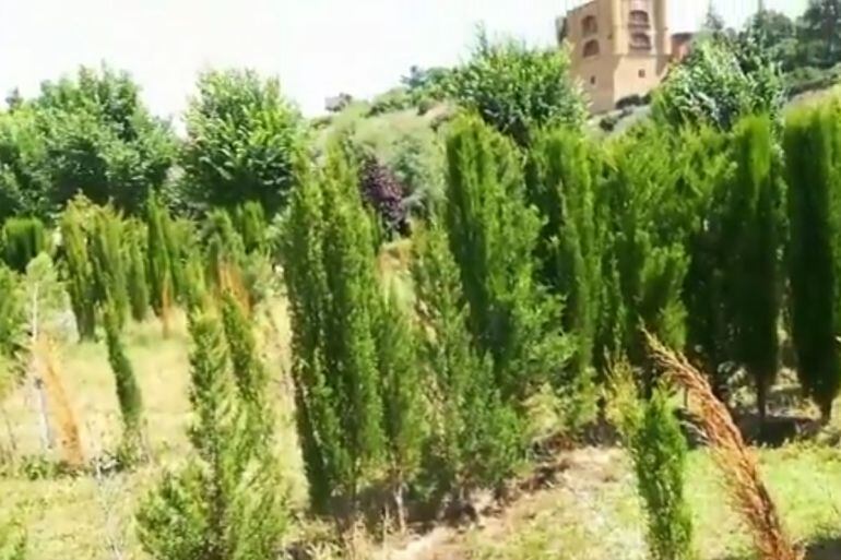 Aspecto del Prado de Las Pavas