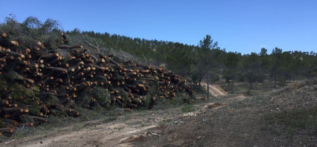 Tala de pinos para aprovechaniento maderero contemplada en el plan de ordenación forestal en montes públicos de Albalate de las Nogueras.