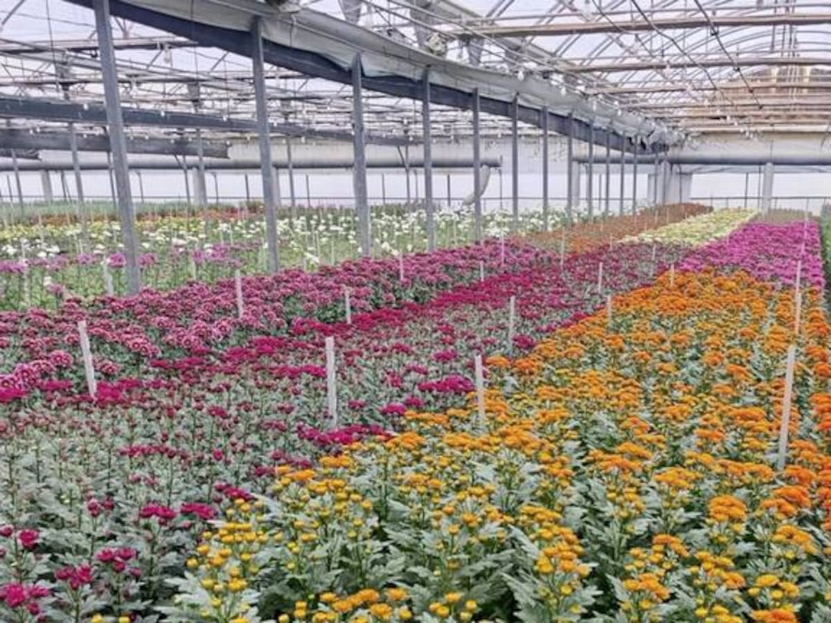 Este día de la madre, flores