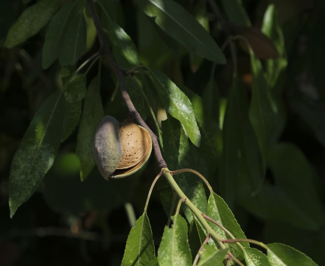 Imagen de un almendro, una de las especies eliminadas