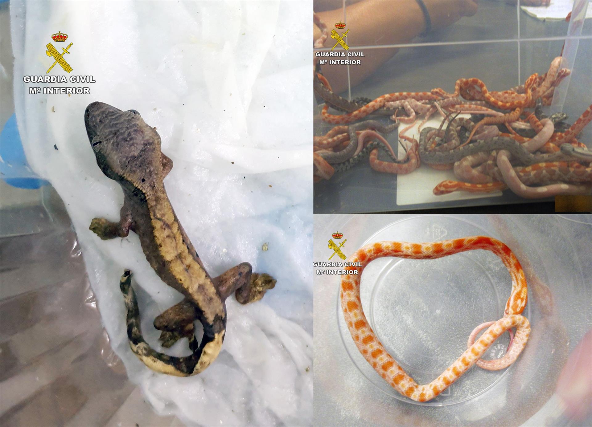 La Guardia Civil rescata 26 serpientes y un &#039;gecko&#039; que habían sido enviados de Cádiz a La Unión en un paquete