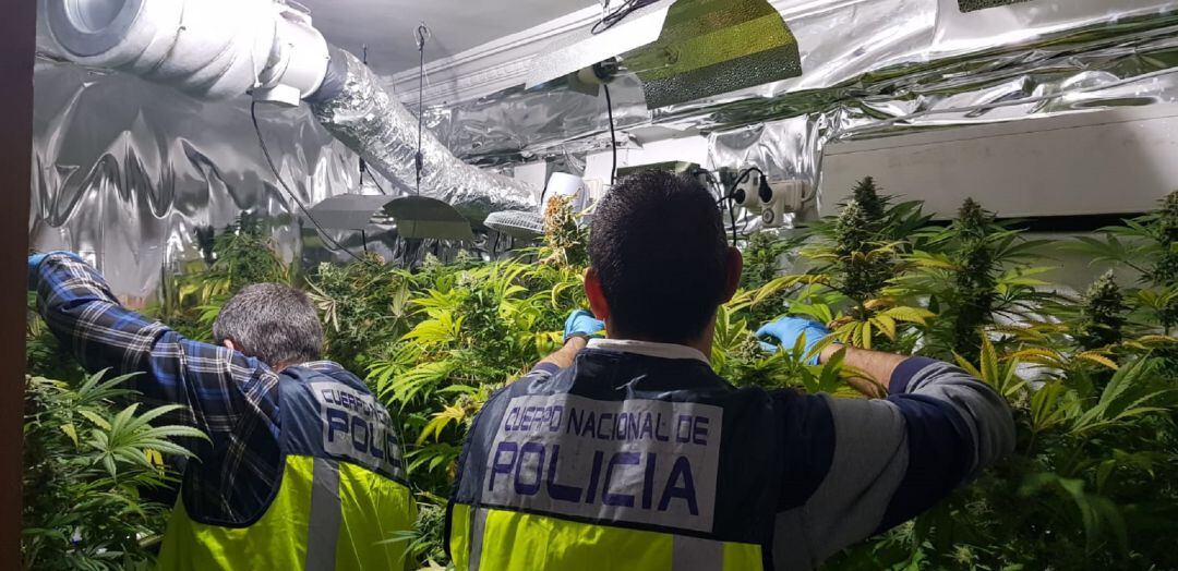 Plantas de marihuana