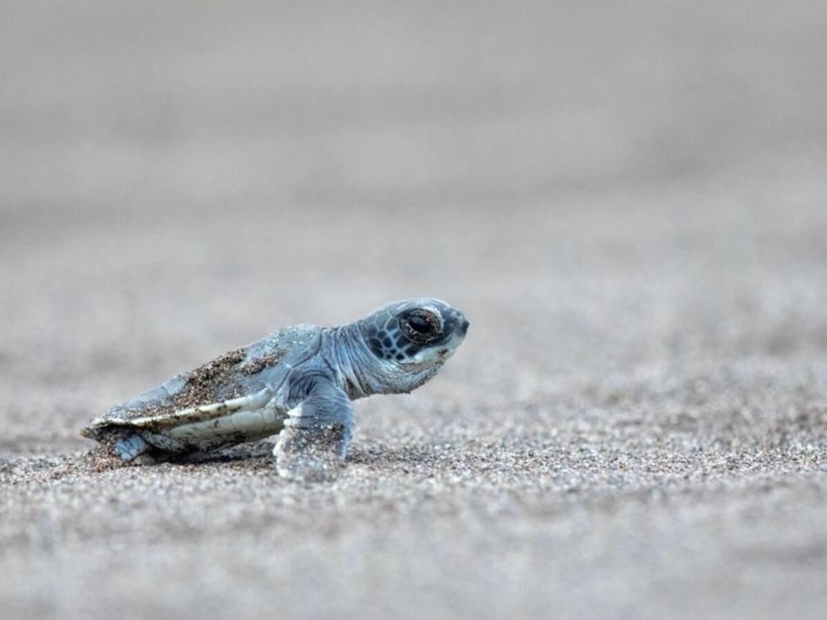 Campamento Tortuga Boba