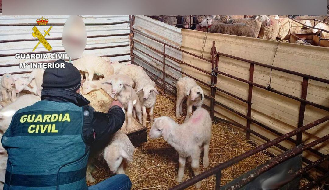 La explotación ganadera de la que sustrajeron los corderos está radicada en Cembranos