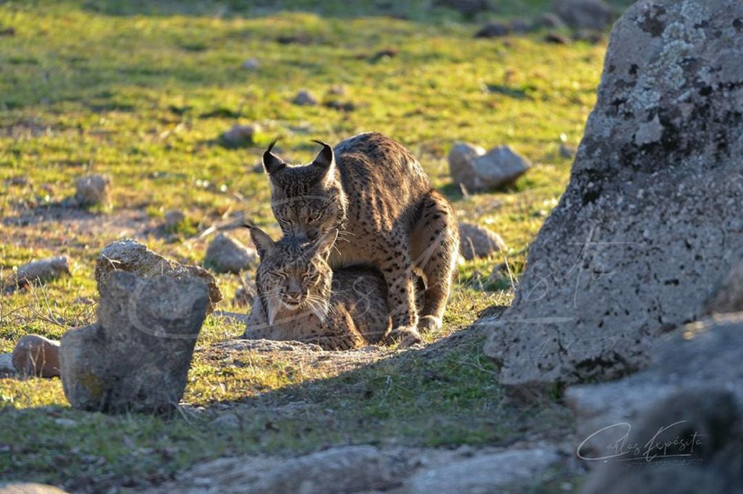 Se ha activado un programa sobre cómo visitar las zonas de reproducción del lince en Sierra Morena.