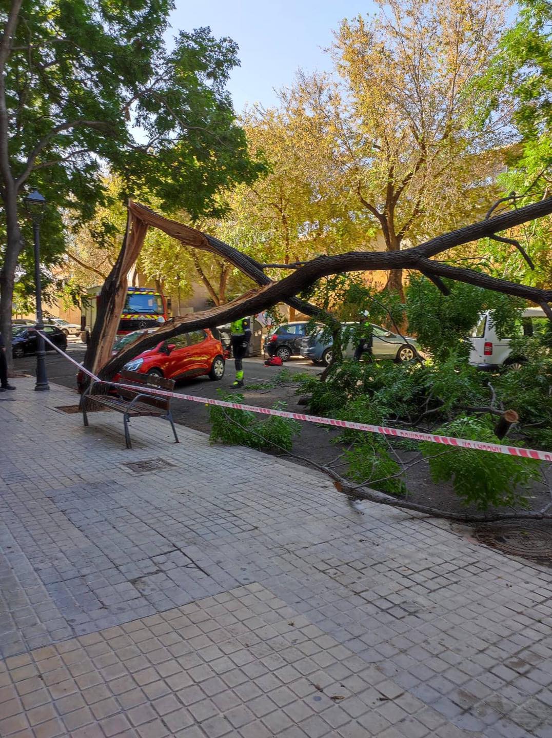 Caída de un árbol en el barrio de San Isidro