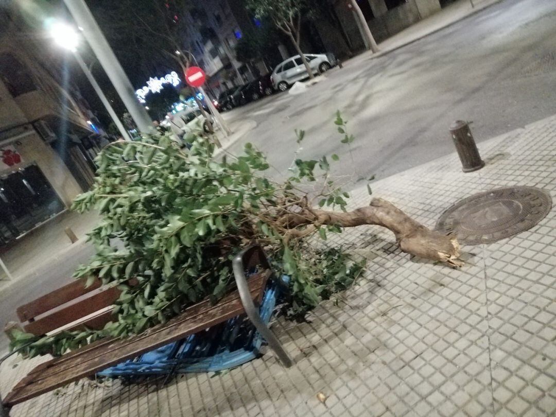 Rama caída por el viento en Gandia