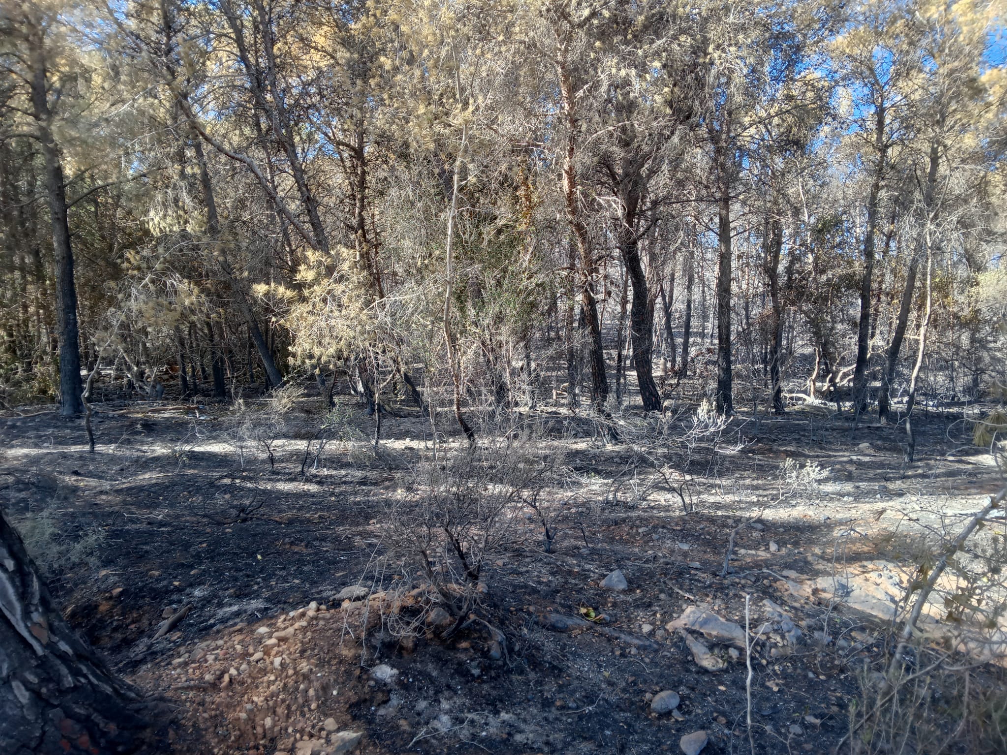 Zona de El Cabeço de Ador afectada por el incendio.