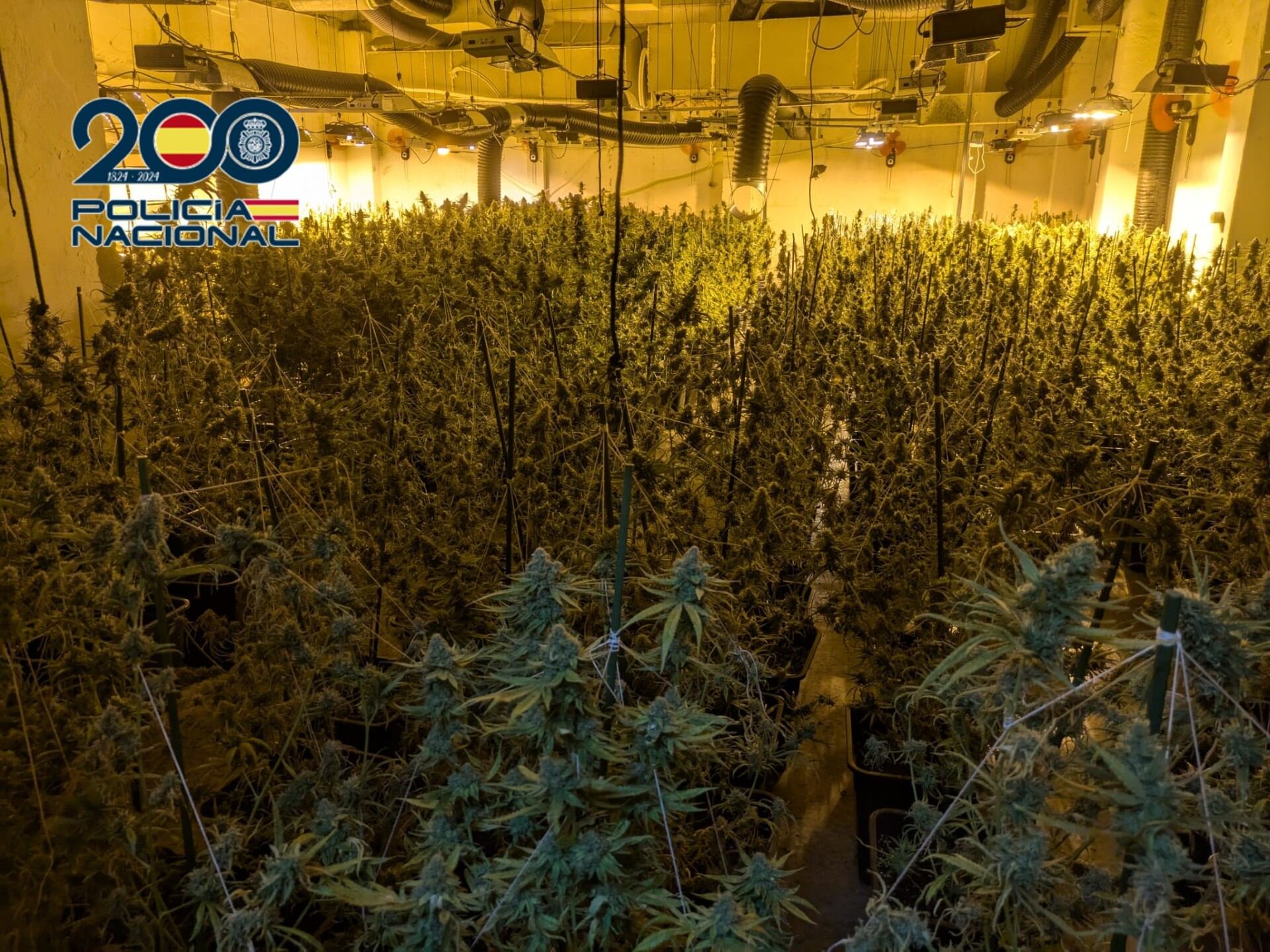Imagen de la plantación de marihuana en la provincia de Valencia