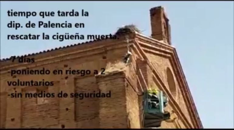 Imagen del vídeo en el que se puede ver a bomberos voluntarios bajando el cadáver de la cigüeña en Frechilla (Palencia)