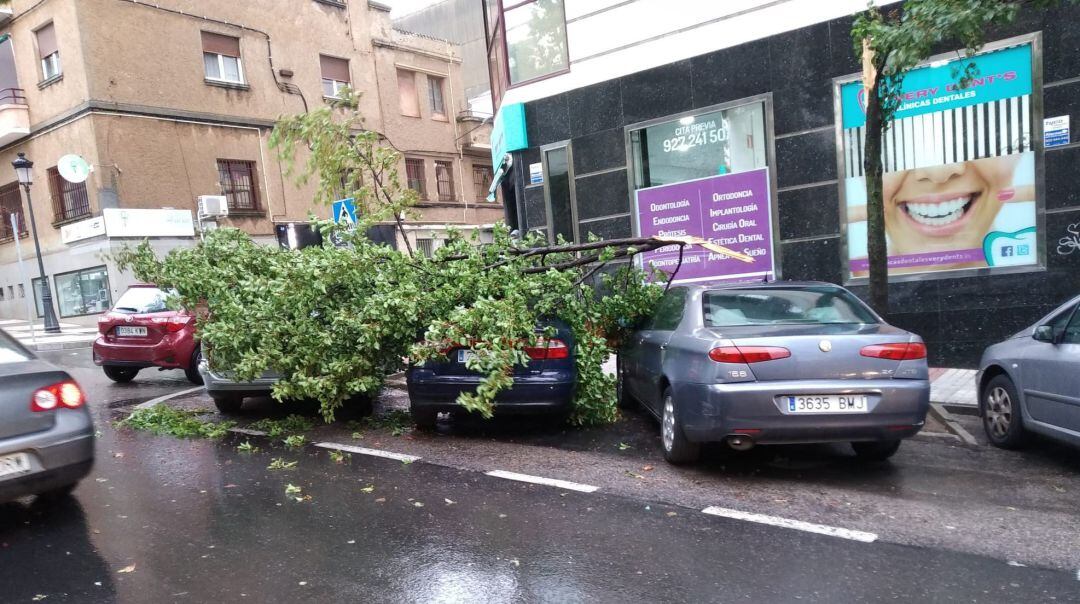 El fuerte viento provoca caídas de ramas de árboles en Cáceres