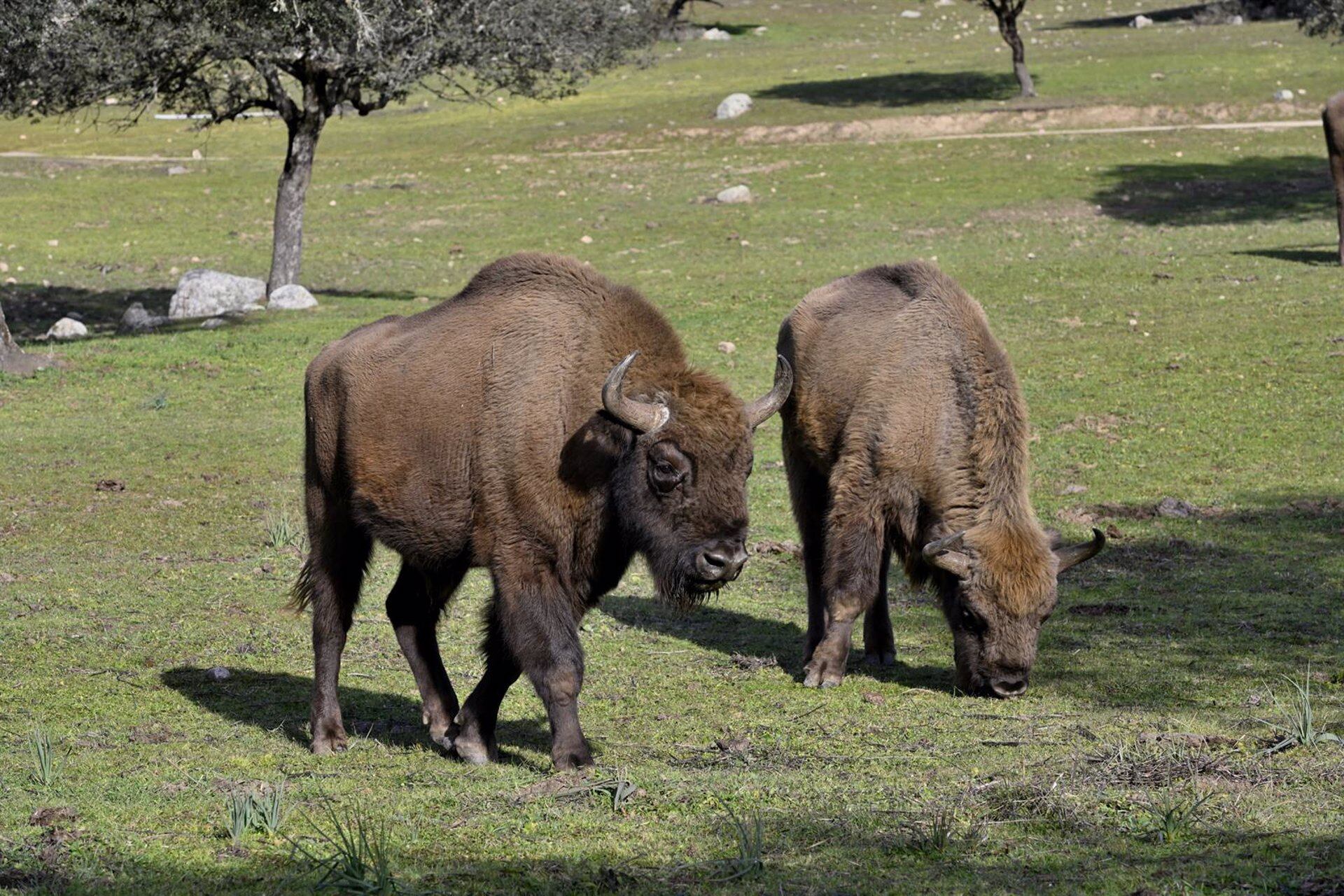 Bisontes en la finca de El Encinarejo, en Andújar.